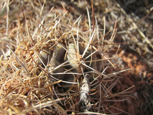 Sclerocactus glaucus