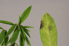 Pseudocercospora nogalesii