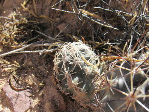 Sclerocactus glaucus