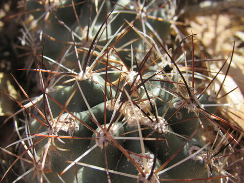 Sclerocactus glaucus
