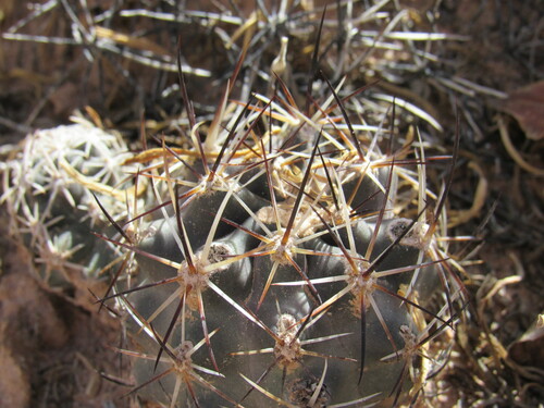 Sclerocactus glaucus