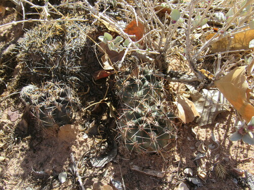 Sclerocactus glaucus