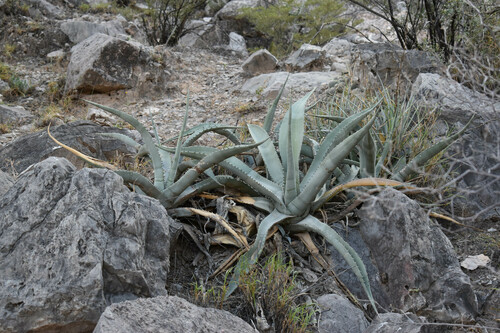 Agave asperrima
