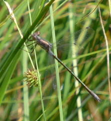 Lestes stultus