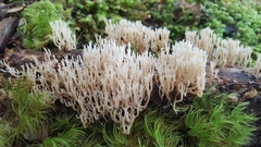 Artomyces candelabrus