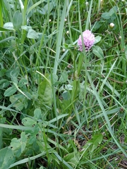 Trifolium pratense