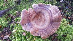 Lactarius tawai