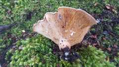 Lactarius tawai