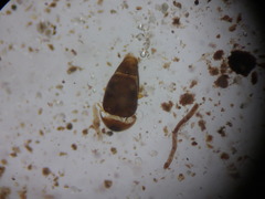 Corylophidae