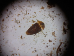 Corylophidae