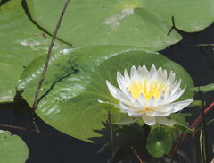 Nymphaea odorata odorata