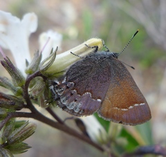 Callophrys muiri