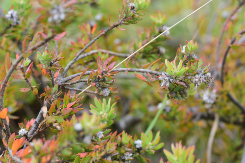Image of Leucospermum royenifolium by (c) Andrew Gillespie, some rights reserved (CC BY-SA)