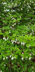 Enkianthus perulatus