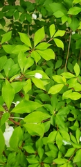Enkianthus perulatus