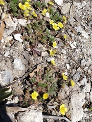 Potentilla subviscosa