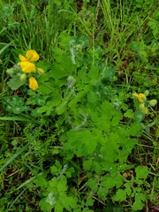 Chelidonium asiaticum