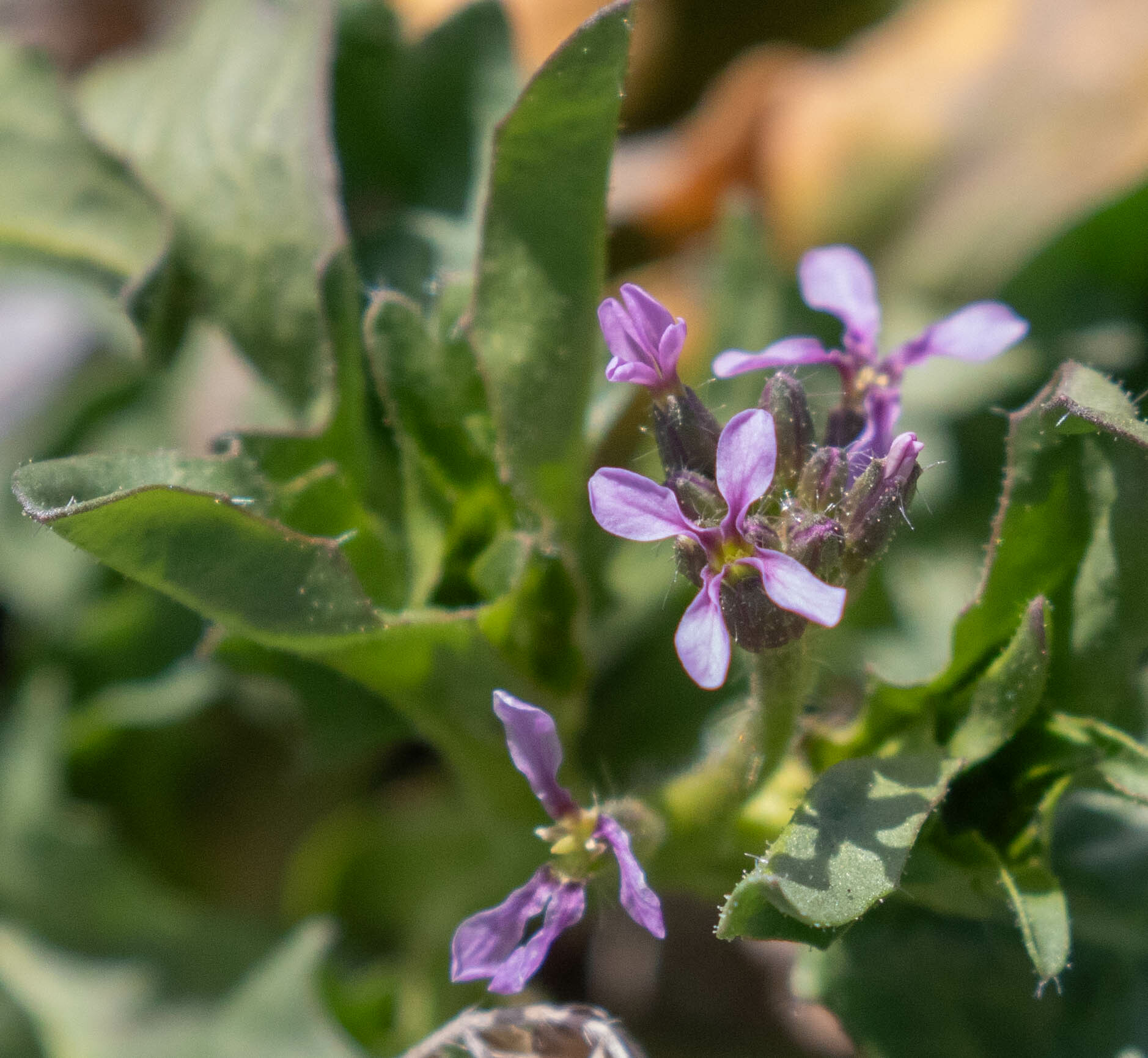 Chorispora tenella