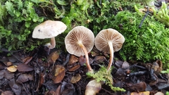 Pholiota pallidocaulis
