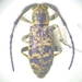 Eupogonius fulvovestitus - Photo 由 Ashley Schmitz 所上傳的 (c) Ashley Schmitz，保留部份權利CC BY-NC
