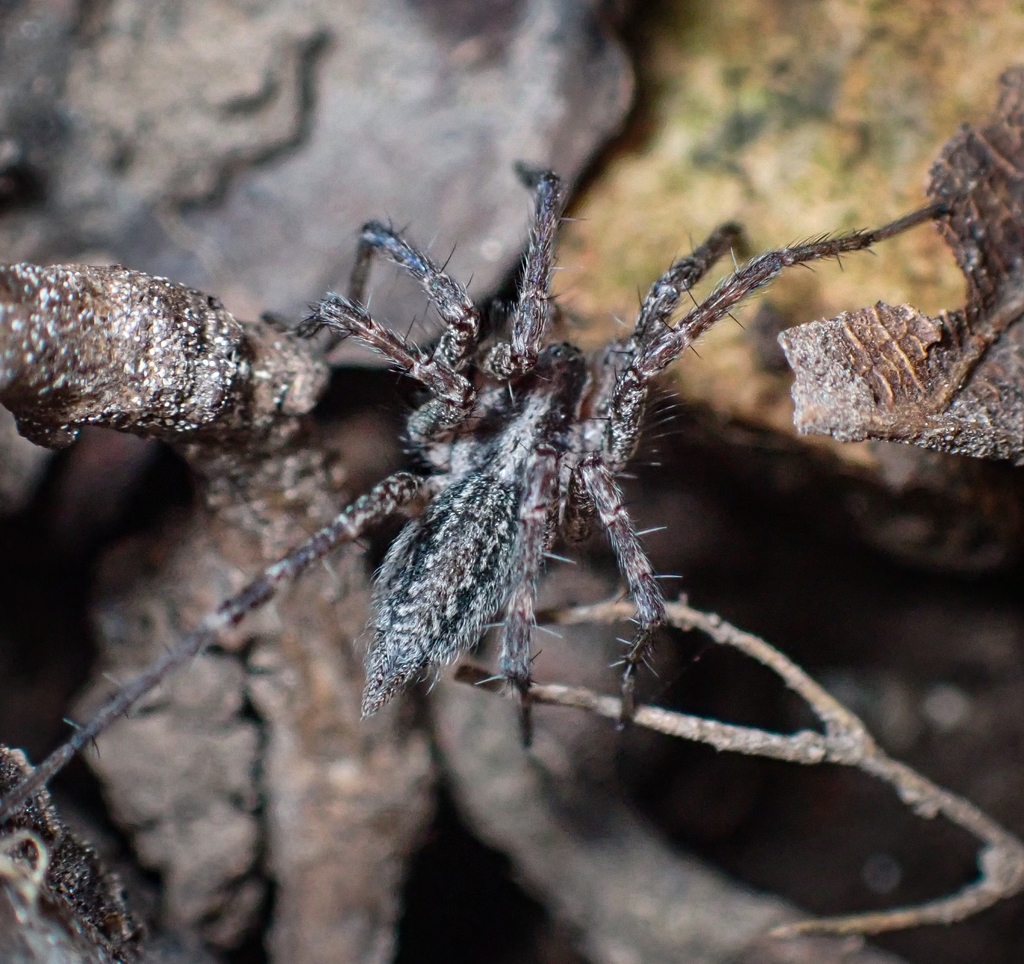 Typical Funnel Weavers from Shoal Creek Township, MO 64804, USA on ...