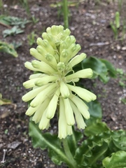 Veltheimia bracteata