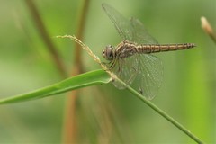 Brachythemis lacustris