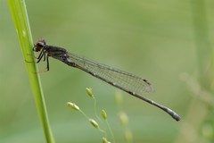 Pseudagrion hamoni
