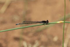 Pseudagrion hamoni
