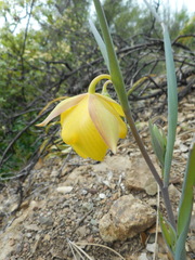 Calochortus pulchellus