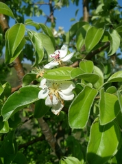 Pyrus communis caucasica