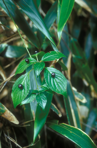 Helwingia japonica iNat (1)