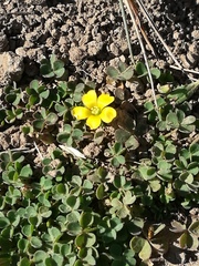 Oxalis exilis