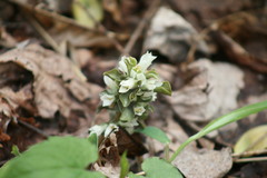 Obolaria virginica