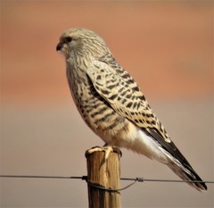 Falco rupicoloides