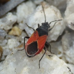 Melanopleurus belfragei