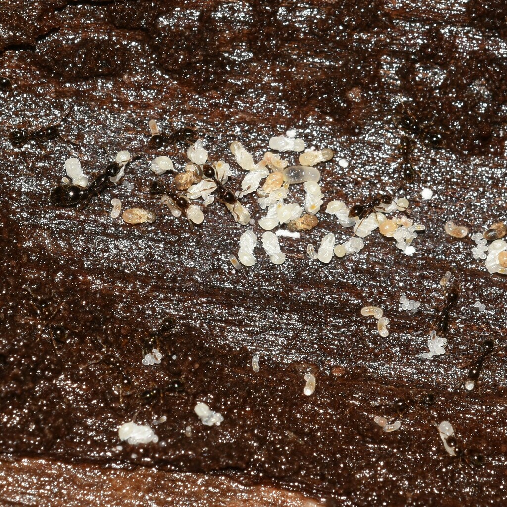 Ant