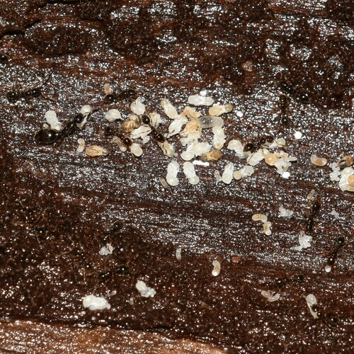 Ant