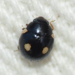 Hyperaspis bensonica