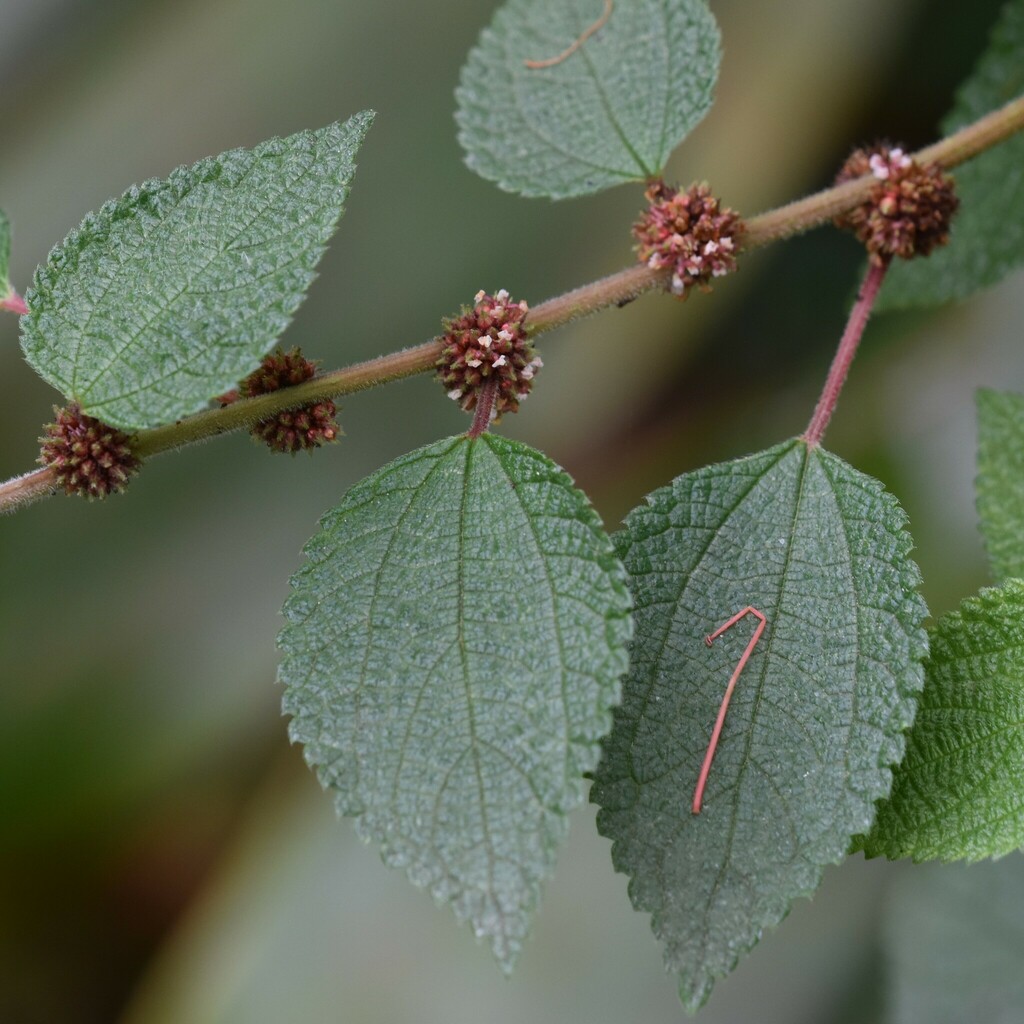 Phenax hirtus