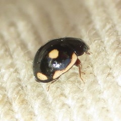 Hyperaspis bensonica