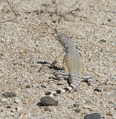 Callisaurus draconoides rhodostictus