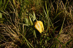 Fritillaria collina