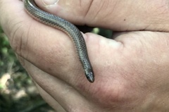 Carphophis amoenus helenae