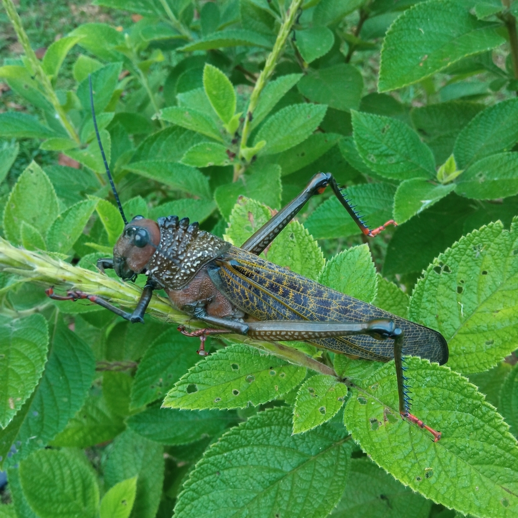 Giant Red Winged Grasshopper From Tunapuna Piarco Trinidad Y Tobago On March 13 2024 At 06 20