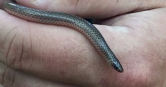 Carphophis amoenus helenae