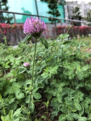 Trifolium pratense