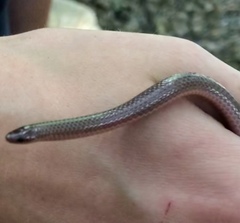 Carphophis amoenus helenae