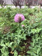 Trifolium pratense