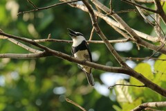 Notharchus hyperrhynchus image